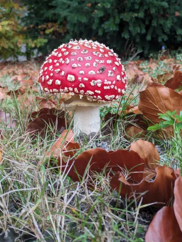 Fliegenpilz